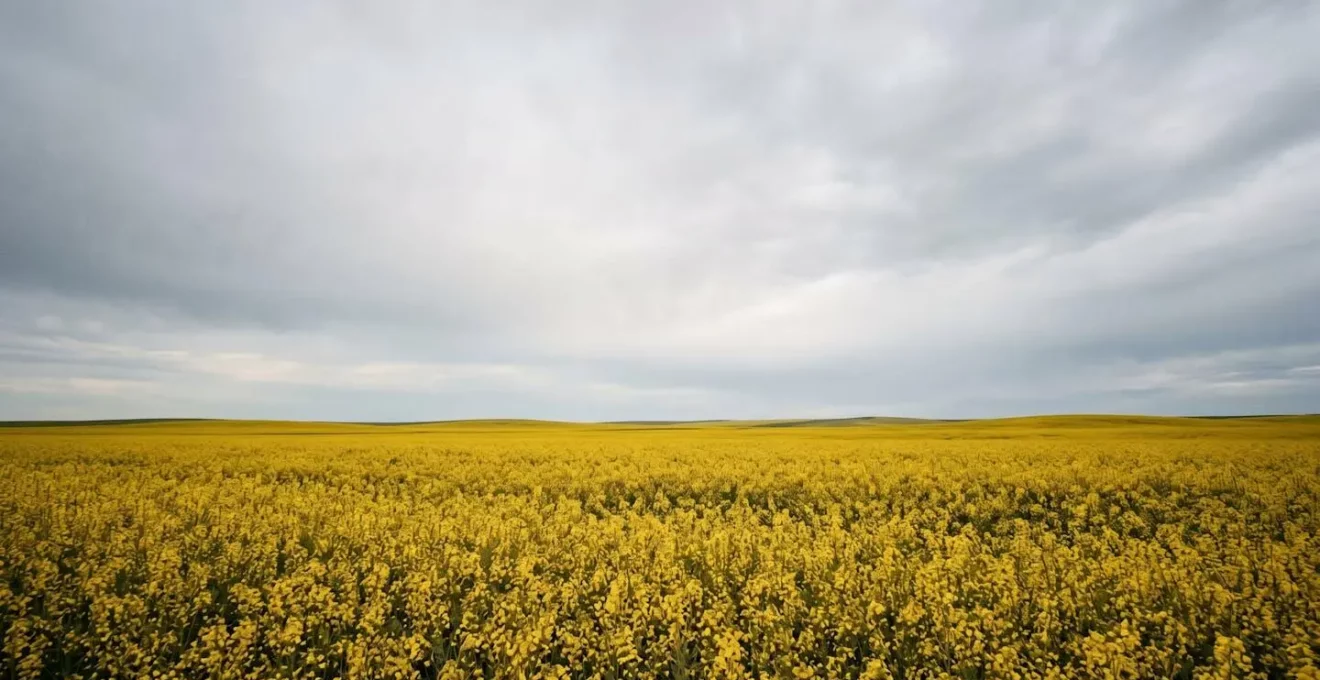 Visualisation du conflit d'usage entre production alimentaire et biocarburants